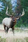Bull Elk Bugling Art Print